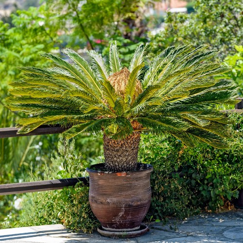 Sago Palm