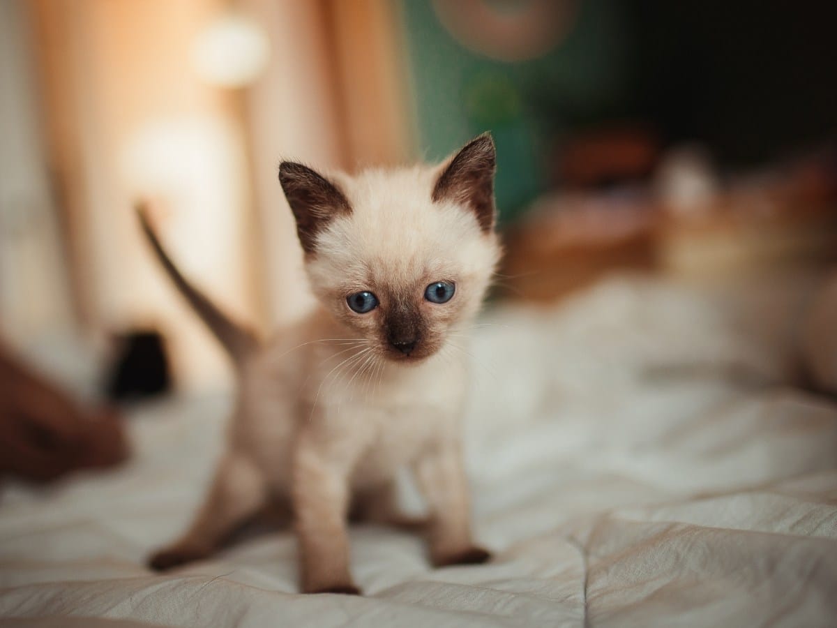 Siamese Kitten on White Textile