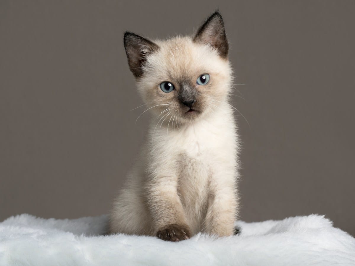 Siamese Kitten