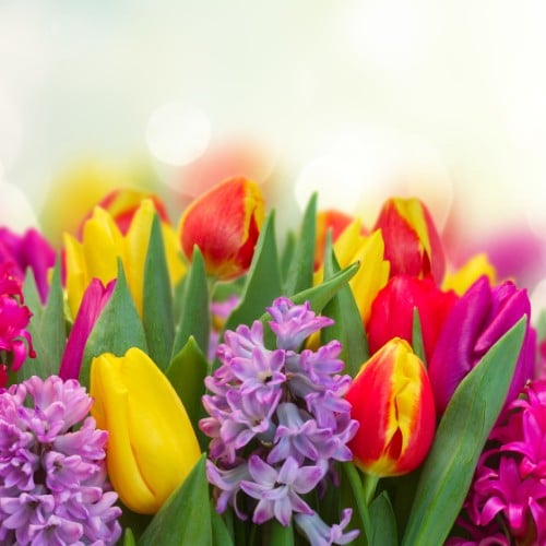 Tulips and Hyacinths<br />