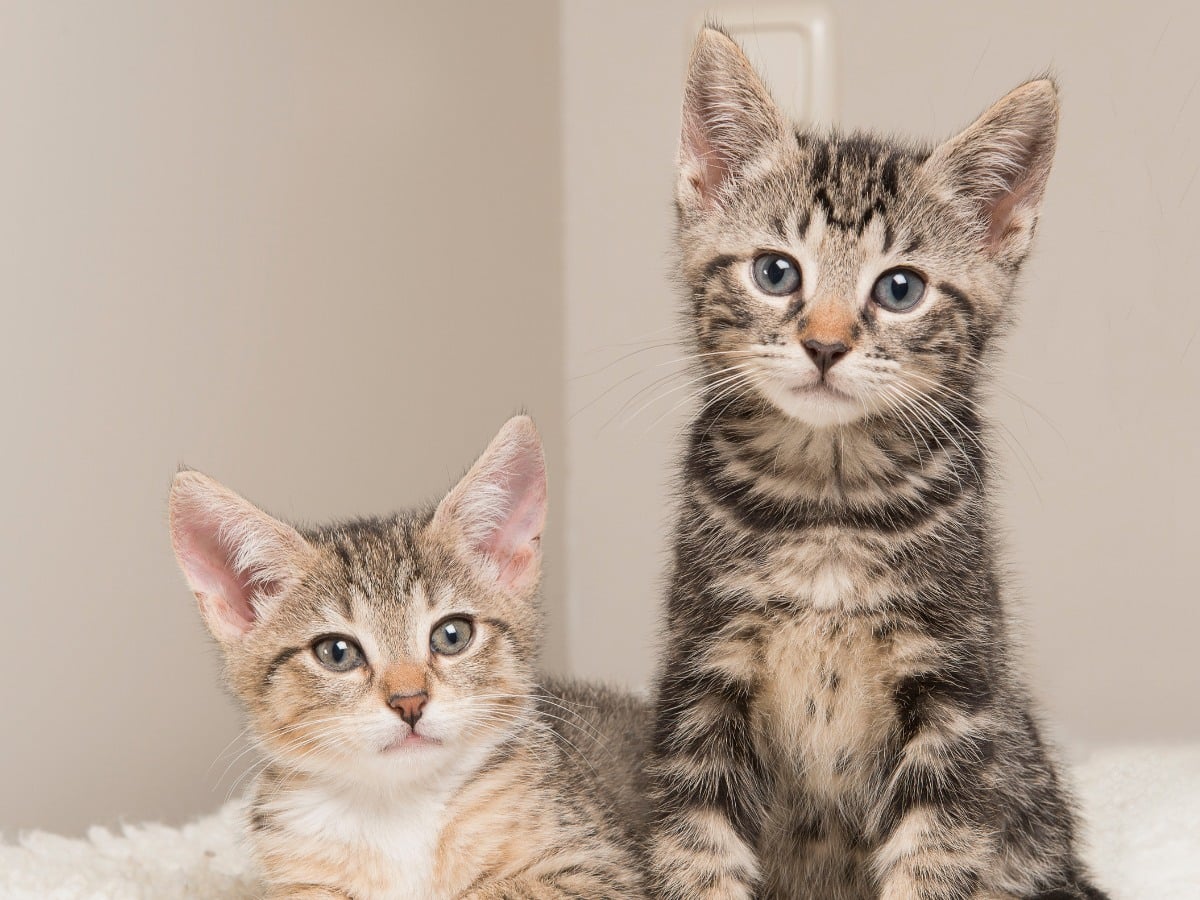 Two Cute Tabby Baby Cats in a Living Room Sitting Next to Each Other