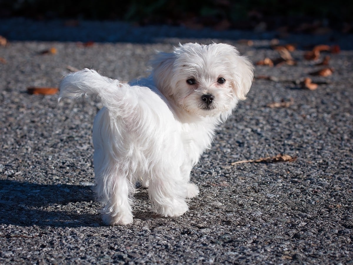White Maltese Puppy Outdoors