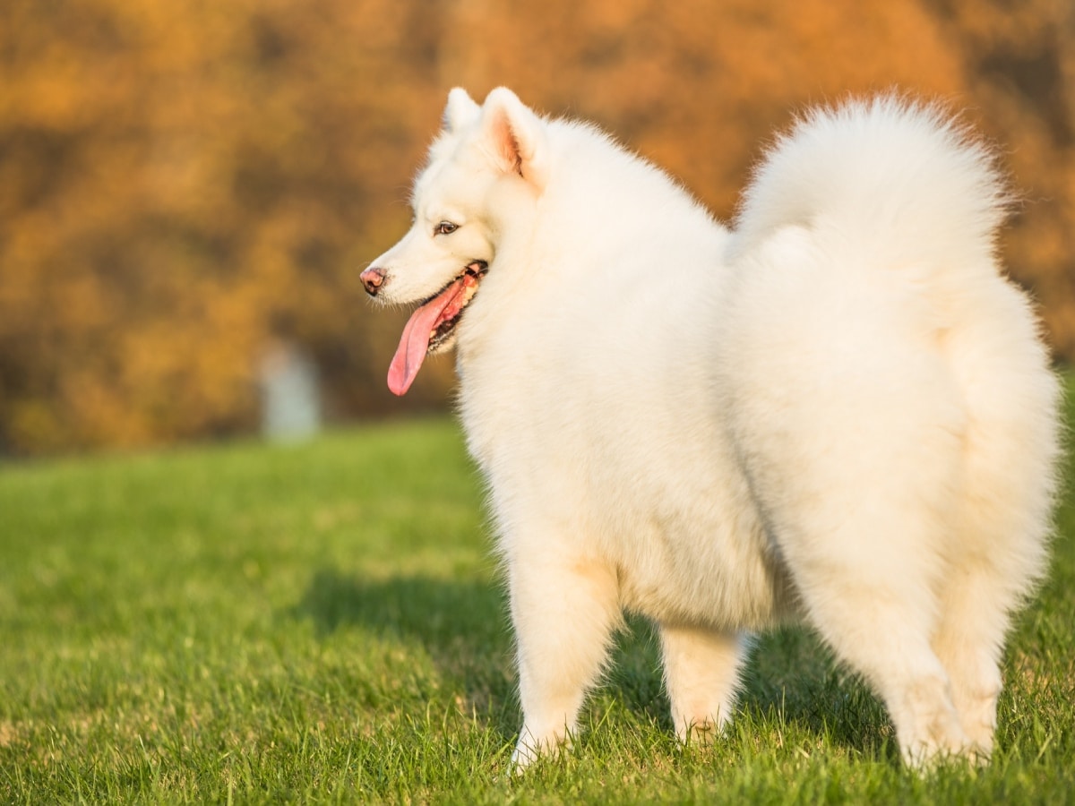 happy pet dogs playing in the grass