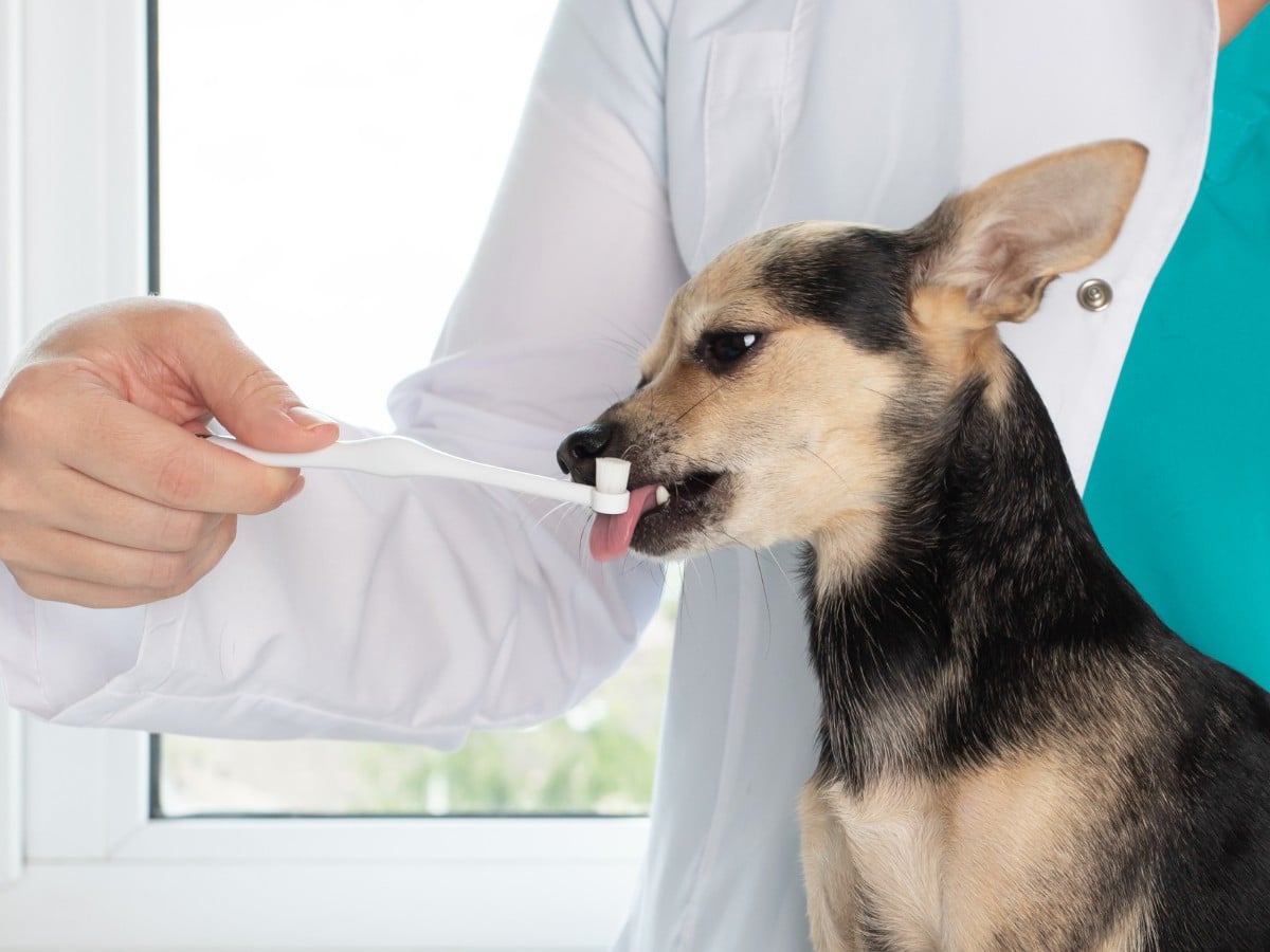 pet teeth care, dental hygiene, dog licks toothbrush