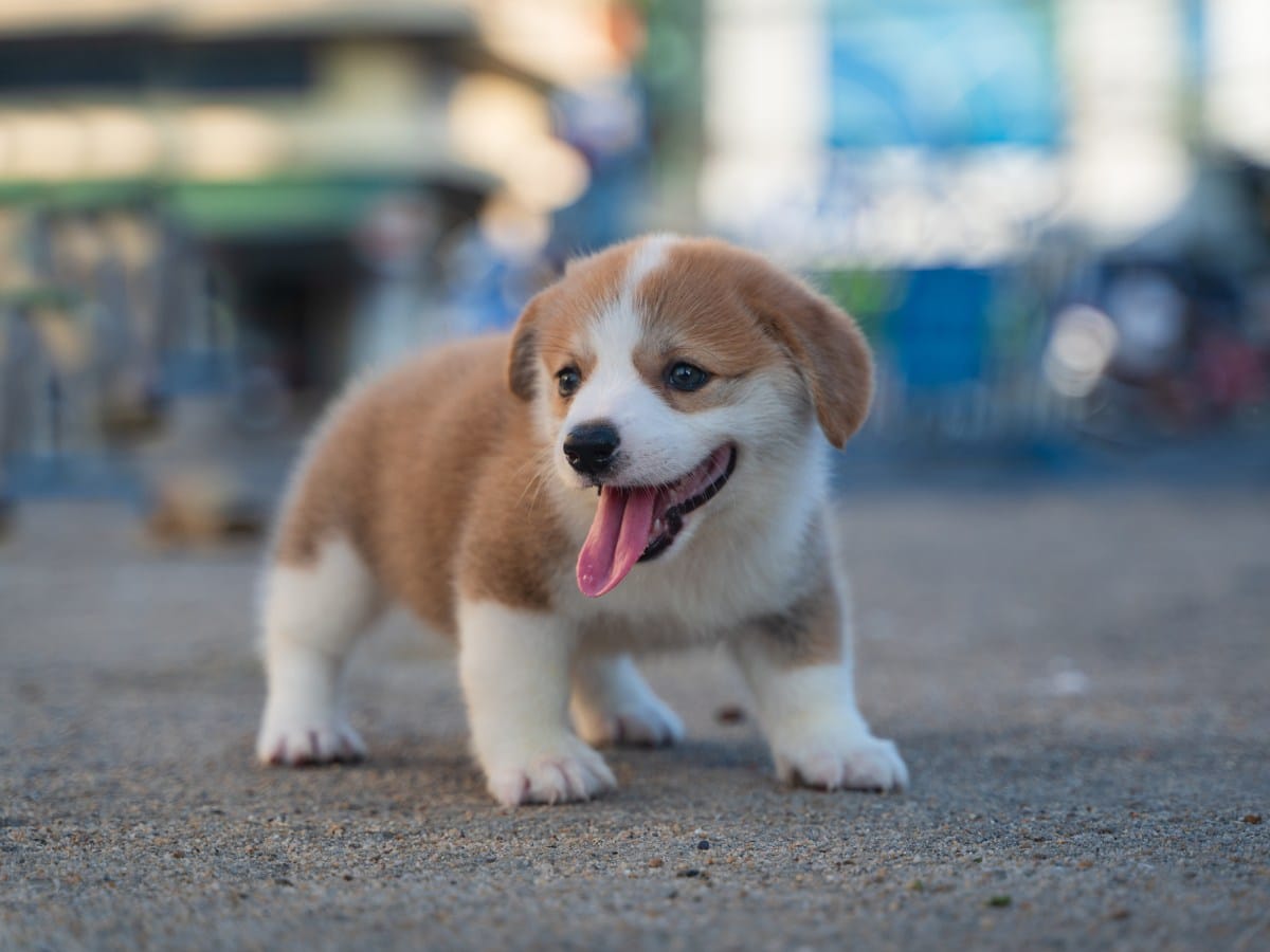 puppy corgi is playing on the field
