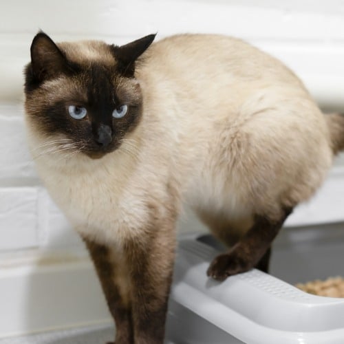 toilet trained siamese cat standing in litter box or cat litter tray