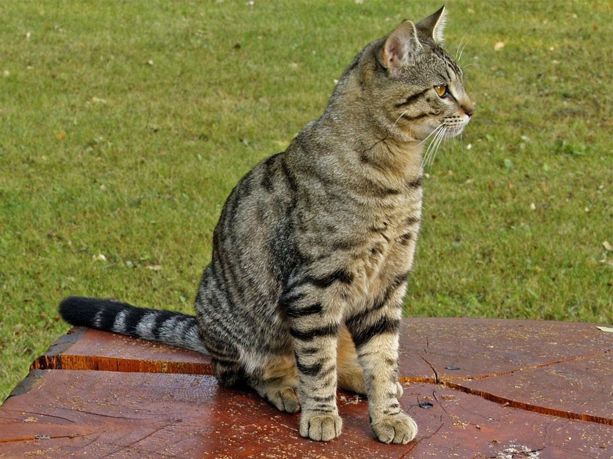 cat standing on the marble