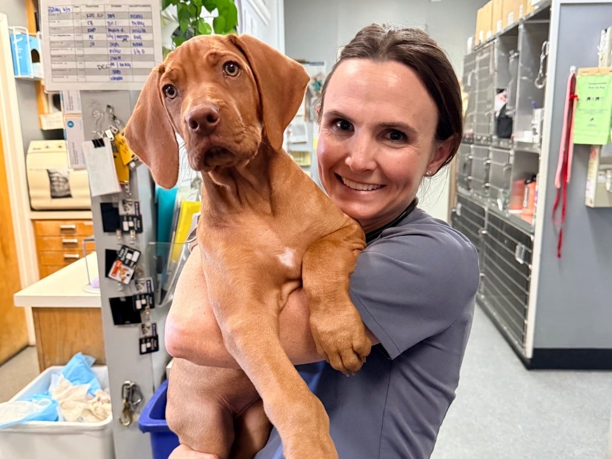 a veterinarian gently holding a dog